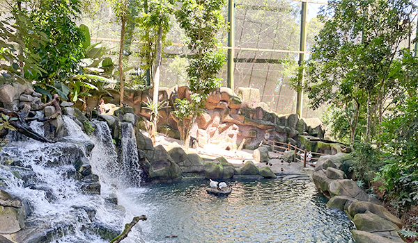 Imagem de um aquário com ambientes aquáticos, incluindo uma pequena cachoeira artificial, pedras e vegetação, criando um espaço tranquilo semelhante a um aquário gigante.