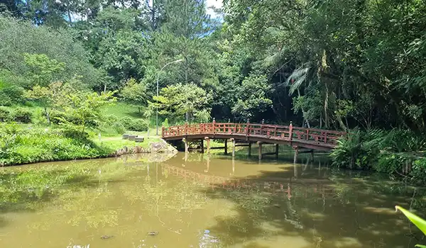 Paisagem com ponte de madeira sobre rio tranquilo rodeado por árvores verdes em um parque natural do Templo Zu Lai.