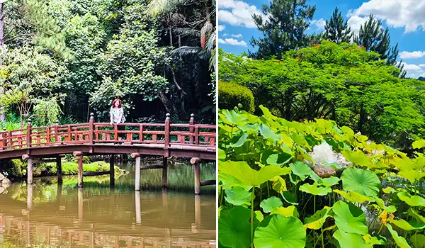 Imagem de uma paisagem natural com um lago, uma ponte de madeira e vegetação exuberante, incluindo árvores e plantas aquáticas, sob céu claro com nuvens no Templo Zu Lai.