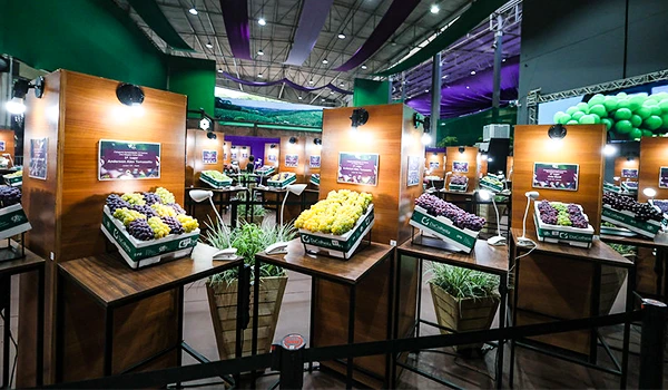 Exposição de diversas variedades de uvas dispostas em bancadas de madeira, em um ambiente iluminado e aconchegante em Jundiaí, em uma das Festas Típicas do Interior.