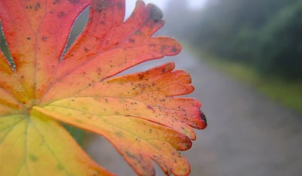 Folia colorida com tons de vermelho e amarelo em primeiro plano, com um fundo de estrada nebulosa em meio à natureza.