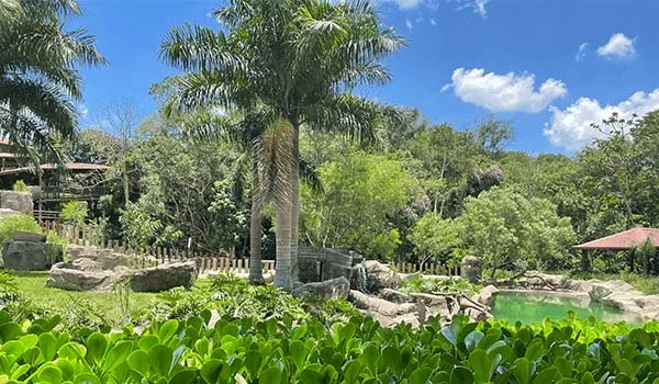 Vista tranquila de um ambiente natural com palmeiras e um lago em uma área verdejante, ideal para relaxamento e contato com a natureza. Atrações do Animália Park.