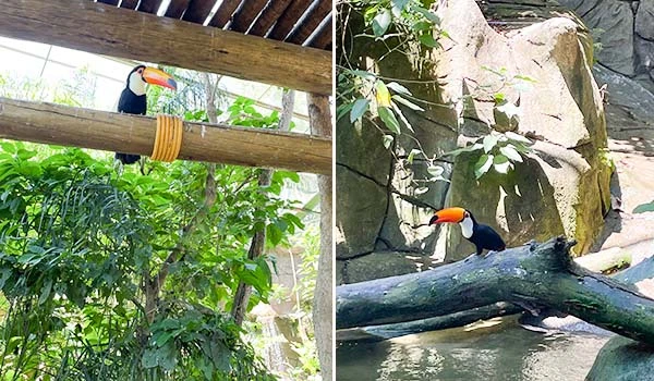 Imagem de um tucano colorido em seu habitat. O tucano é um animal exótico com um bico vibrante, cercado por plantas tropicais. Atrações do Animália Park.
