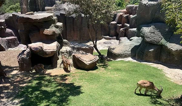 Imagem de um ambiente natural com rochas e grama, onde se encontram cabras pastando. Um cenário ideal para apreciação da fauna.