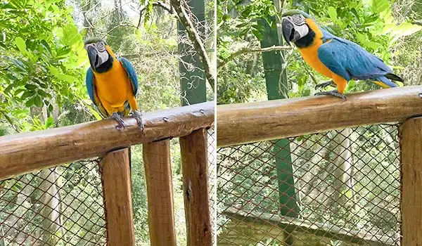 Papagaio Ara azul e amarelo em ambiente natural, posando em um tronco de madeira com vegetação ao fundo. Atrações do Animália Park.