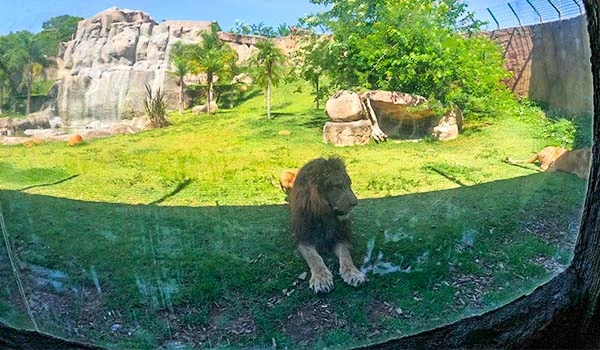 Imagem de um leão em um zoológico, descansando em um dia ensolarado. O ambiente é verde e natural, com uma cascata ao fundo. Atrações do Animália Park.