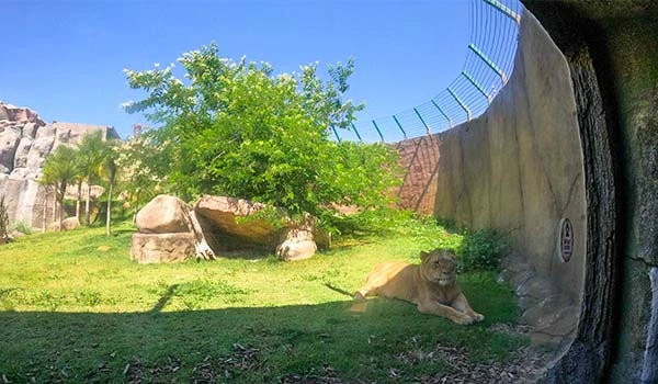 Imagem de um leão no Animália Park descansando em um dia ensolarado. O ambiente é verde e natural, com uma cascata ao fundo.