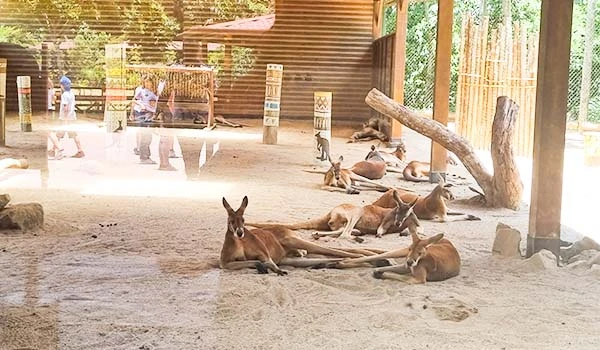 Uma área de exibição de cangurus em um zoológico, onde vários cangurus estão descansando no chão de areia, cercados por visitantes.