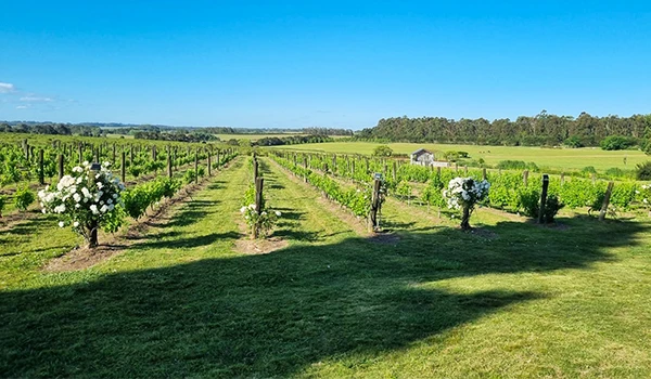 Vistas de um vinhedo bem cuidado sob céu azul claro, com linhas de videiras bem alinhadas e áreas verdes ao redor, ideal para produção de vinho.