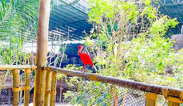 foto de um pássaro Ibis vermelho em um ambiente natural, posando em um tronco com vegetação ao fundo, ideal para ilustrações sobre aves tropicais. atrações do Animália Park