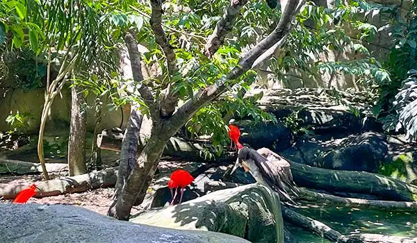 Imagem de aves exóticas em ambiente natural, destacando os belos tons de vermelho dos pássaros em um habitat tropical. Atrações do Animália Park.