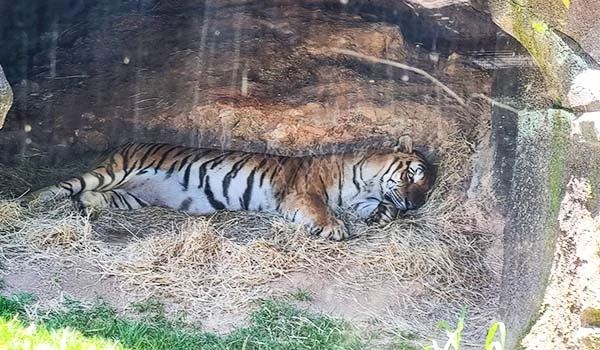 Um tigre deitado em seu habitat natural, cercado por feno, transmitindo uma sensação de calma e tranquilidade. Atrações do Animália Park. 