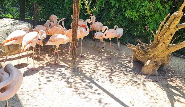 Bando de flamingos em ambiente natural, com vegetação ao fundo e sombra, ilustrando a beleza e elegância dessas aves. Atrações do Animália Park.