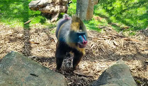 Um babuíno exibindo seu comportamento curioso em um habitat natural. A imagem captura detalhes da sua pelagem e expressões faciais. Atrações do Animália Park.