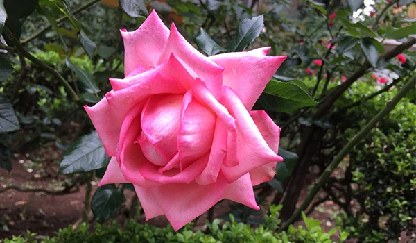 Foto de uma linda rosa do jardim da Casa das Rosas, dicas sobre o que fazer na Avenida Paulista.