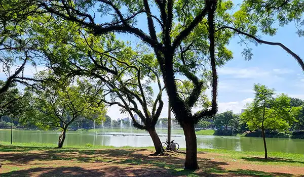 Cena tranquila do Parque Ibirapuera com árvores verdes ao redor de um lago sob céu azul claro, ideal para relaxamento e contato com a natureza ao ar livre.