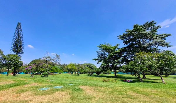 Explorando o Parque Ibirapuera, com árvores variadas, gramado bem cuidado e céu azul claro em um dia ensolarado, ideal para atividades ao ar livre e lazer.