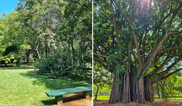 Explorando o Parque Ibirapuera, com árvores e bancos ao ar livre, destacando a beleza da natureza e a tranquilidade do ambiente ecológico