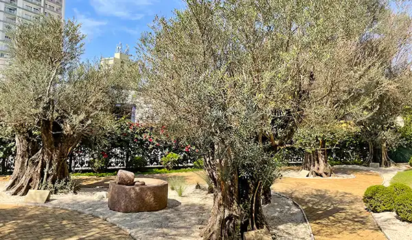 Imagem de um lindo espaço ao ar livre com árvores de oliveira, um caminho de pedras e um banco, ideal para relaxar e apreciar a natureza.