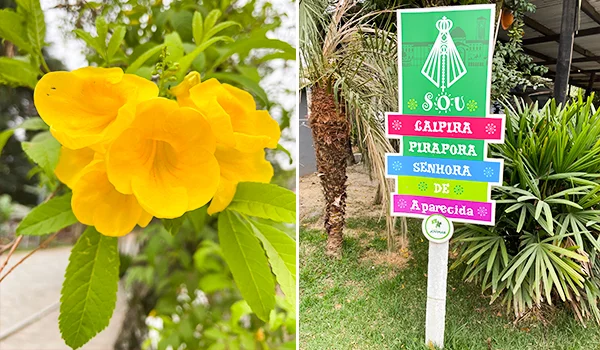 Fotografia dividida em duas partes: à esquerda, flores amarelas vibrantes entre folhas verdes; à direita, uma placa colorida em meio à vegetação, com os dizeres “Sou Caipira, Pirapora, Senhora de Aparecida”.