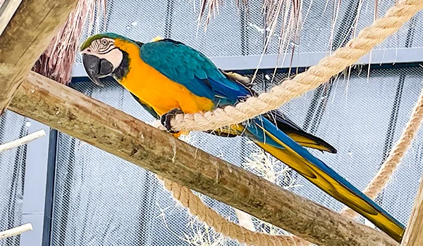 Arara-canindé de plumagem azul, verde e amarela, pousada em um galho de madeira e apoiada em cordas de sisal, em um viveiro telado.
