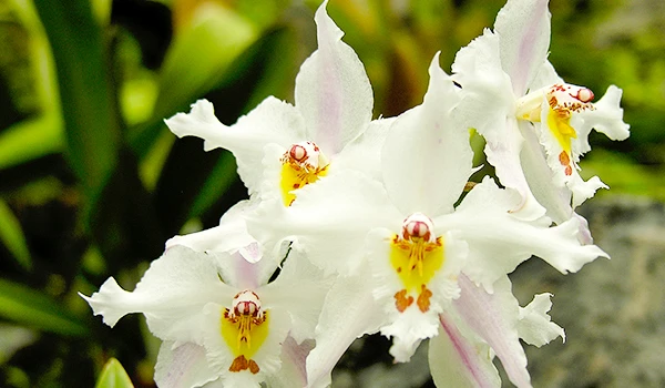 Imagem de orquídeas brancas com detalhes amarelos e vermelhos, flores delicadas e exóticas, em um fundo de folhas verdes, excelente para quem busca orquídeas brancas.