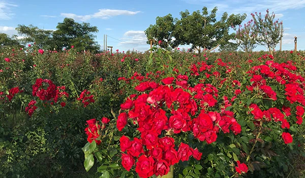 Rosal com flores vermelhas vibrantes em um jardim ao ar livre, com árvores ao fundo e céu azul, cenário perfeito para apreciar a beleza das plantas. Lugares floridos em São Paulo.