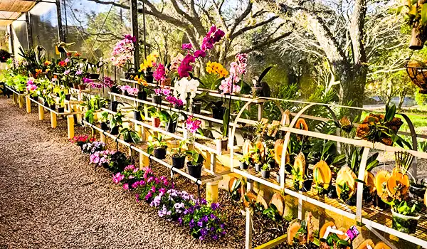 Variedade de orquídeas e flores coloridas em expositor de jardim na natureza, iluminação natural e ambiente tranquilo para apreciadores de plantas. Lugares floridos em São Paulo.