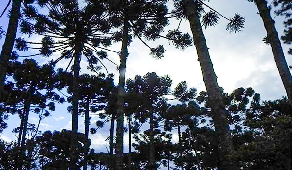 Cenário de floresta tropical com árvores altas e céu parcialmente nublado, ideal para quem busca contato com a natureza e biodiversidade.