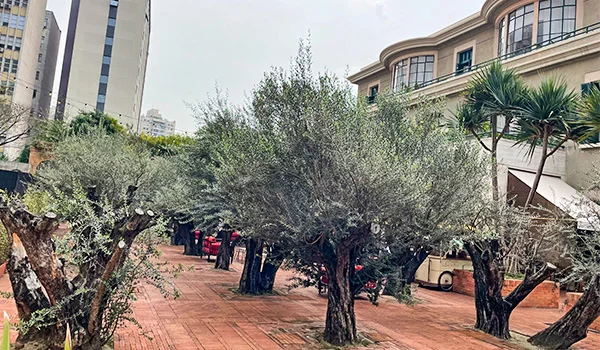 Foto de diversas árvores de oliveira, no jardim do Restaurante Taraz do Hotel Rosewook um dos mais caros de SP>