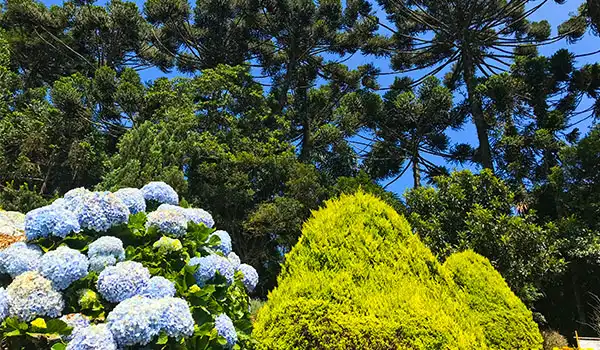 Paisagem de jardim com hortênsias azuis e arbustos verdes sob céu azul e árvores altas ao fundo.