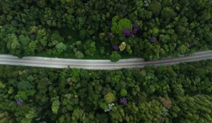 Vista aérea de uma estrada cercada por densa vegetação e árvores coloridas, mostrando a rica biodiversidade da floresta.