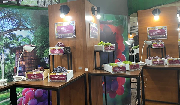 Exposição de variedades de uvas em estande com iluminação adequada, destacando caixas de frutas frescas e etiquetas informativas sobre os produtos, típica Festa da Uva de Jundiaí.