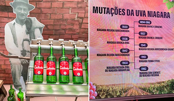 Exposição sobre as mutações da uva Niagara, mostrando seu desenvolvimento ao longo dos anos desde 1933, com diferentes variedades e anos de cultivo. Inclui uma tabela com informações detalhadas. Típica Festa da Uva de Jundiaí.
