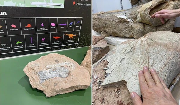 Fóssil de pedra encontrado na natureza, evidenciando formação geológica e características fósseis, em ambiente de escavação ou estudo paleontológico.