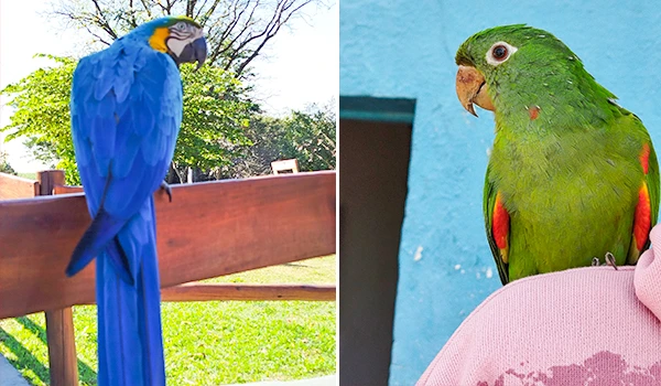 Imagem de duas aves, uma arara azul com tonalidade vibrante e uma periquita verde com detalhes vermelhos, cada uma em seu ambiente natural e doméstico.