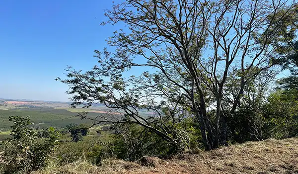 Paisagem natural com árvores e campo aberto sob céu azul claro, ideal para quem gosta de explorar a natureza e ambientes ao ar livre. O que fazer em Marília.