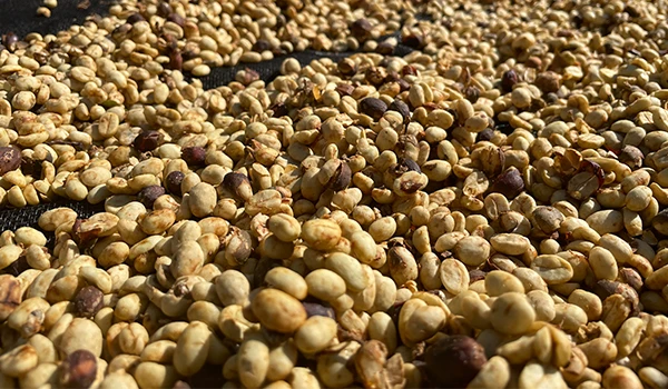 Imagem de grãos de café secando ao sol, evidenciando sua textura e coloração natural no Sítio Olho D´Água em Marília.