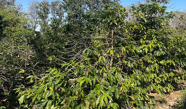 Imagem de uma plantação um cafezal verde exuberante ao sol, em um ambiente ao ar livre.