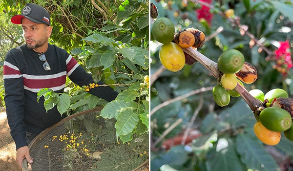 Homem mostrando os frutos do café no pé, sendo alguns verdes e outros maduros. Rotas Gastronômicas do interior de SP.