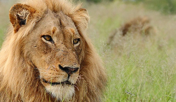 Leão em um ambiente de savana africana, destacando sua juba majestosa e olhar atento, símbolo de força e realeza na natureza selvagem.