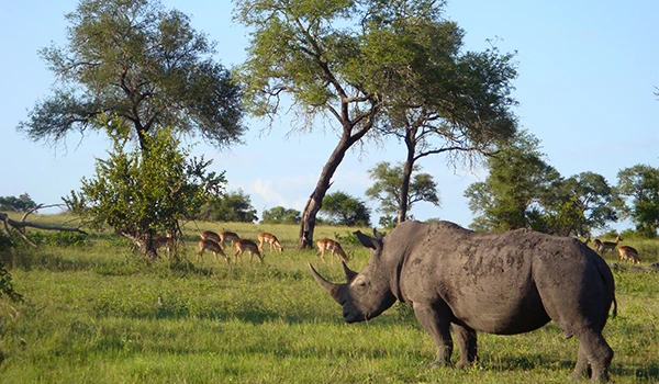 Imagem de um rinoceronte na savana africana, com árvores e um grupo de antílopes ao fundo, em um cenário de natureza selvagem.