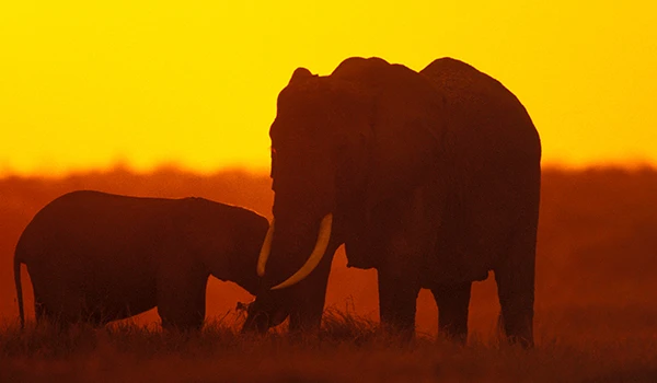 Cena de um safári na África ao pôr do sol com duas elefantes, um maior e um menor, caminhando juntos em um ambiente natural dourado.