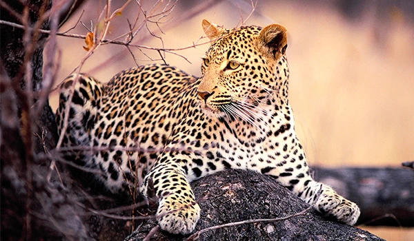 Leopardo em ambiente natural descansando sobre uma rocha ou árvore, com pelagem amarelada e manchas negras, em uma paisagem de savana.