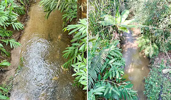 Imagem dupla de uma pequena nascente de água cristalina rodeada por vegetação verde e densa, ideal para a palavra-chave nascente de água natural.