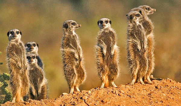 Grupo de suricatos observando atentos o ambiente ao seu redor na savana, em uma formação de alerta e curiosidade.