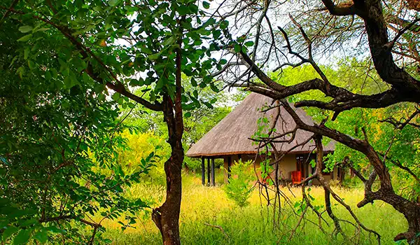 Casa de fazenda tradicional cercada por árvores verdes e vegetação exuberante, com telhado de palha e ambiente rural tranquilo.