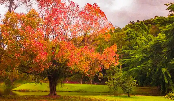 Árvore de outono com folhas verdes, amarelas, laranja e vermelhas em um parque ensolarado, cenário de natureza exuberante no Brasil