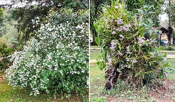 “Imagem dividida em duas partes, mostrando plantas com flores em um jardim. À esquerda, um arbusto volumoso coberto por pequenas flores brancas; à direita, uma planta apoiada em um tronco, com flores pequenas em tons de lilás e rosa. Ao fundo, há gramado, árvores e vegetação.”