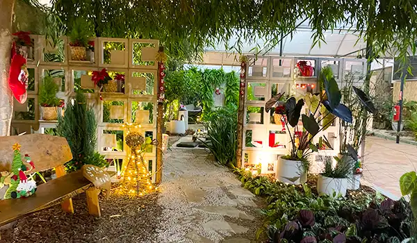 Decoração de Natal ao ar livre com árvores verdes, luzes e ornamentos festivos, criando uma atmosfera acolhedora e temática para celebrações de fim de ano. Parada de Natal de Holambra.